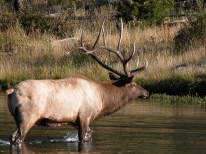 Big Game Species - Elk