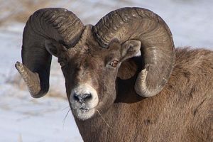 Big Game Species - Big Horn Sheep